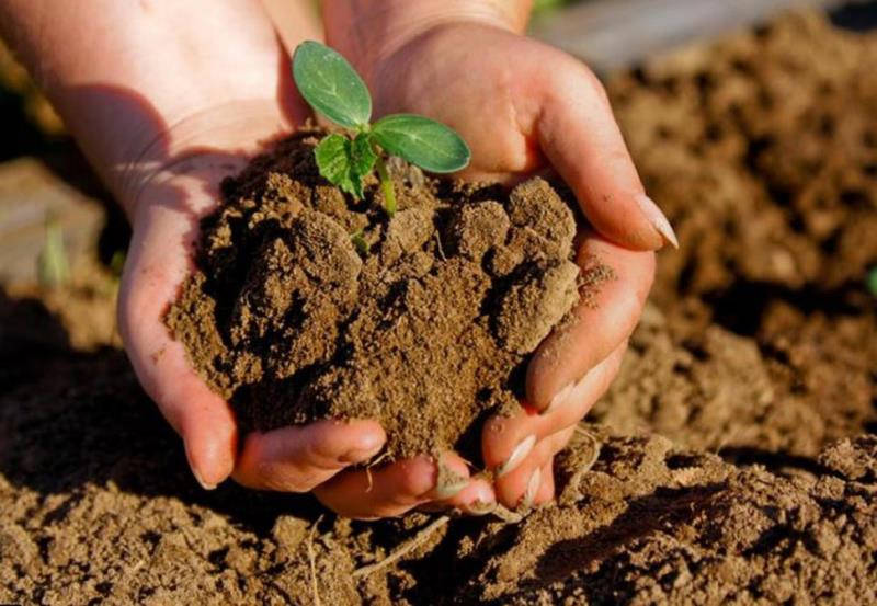 La importancia de la conservación del suelo