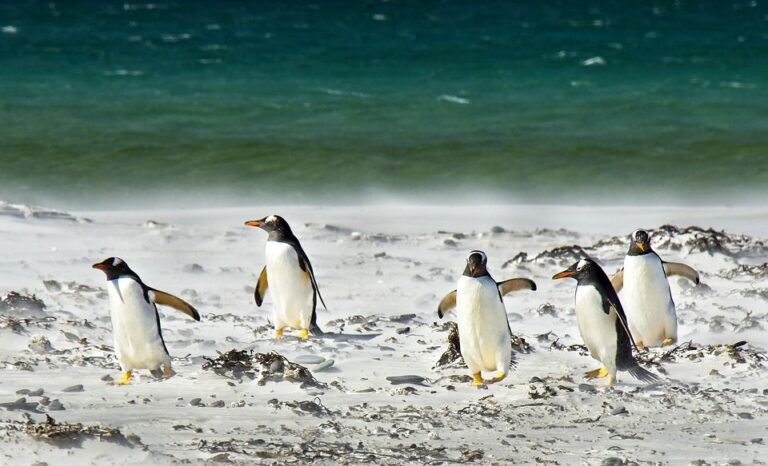 Investigan impacto de la crisis climática en los pingüinos
