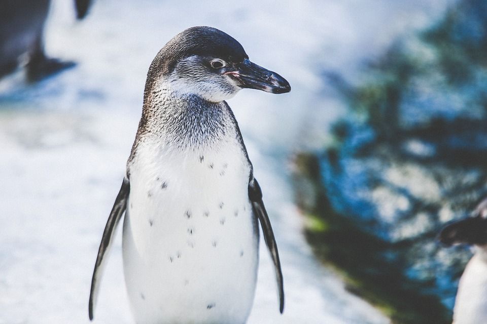Investigan impacto de la crisis climática en los pingüinos