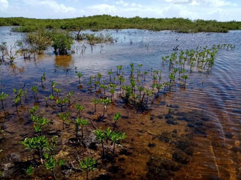 Los humedales de agua dulce y salada sustentan a la humanidad y la naturaleza