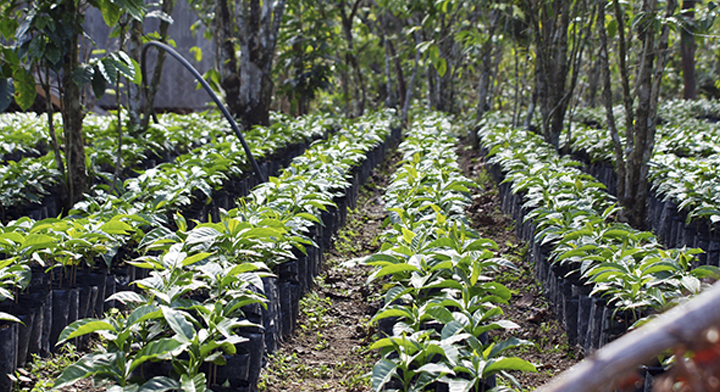 El cultivo de café en México