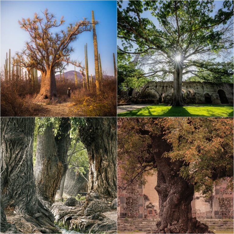 Fotografías ganadoras del Concurso Visión Forestal y Centinelas del Tiempo Fotografías ganadoras del Concurso Nacional de Fotografía Visión Forestal y Centinelas del Tiempo
