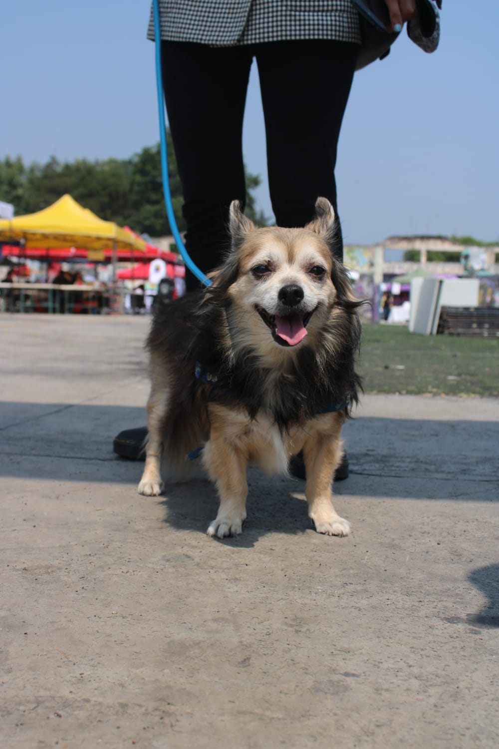 Protege a tus mascotas en las ondas de calor