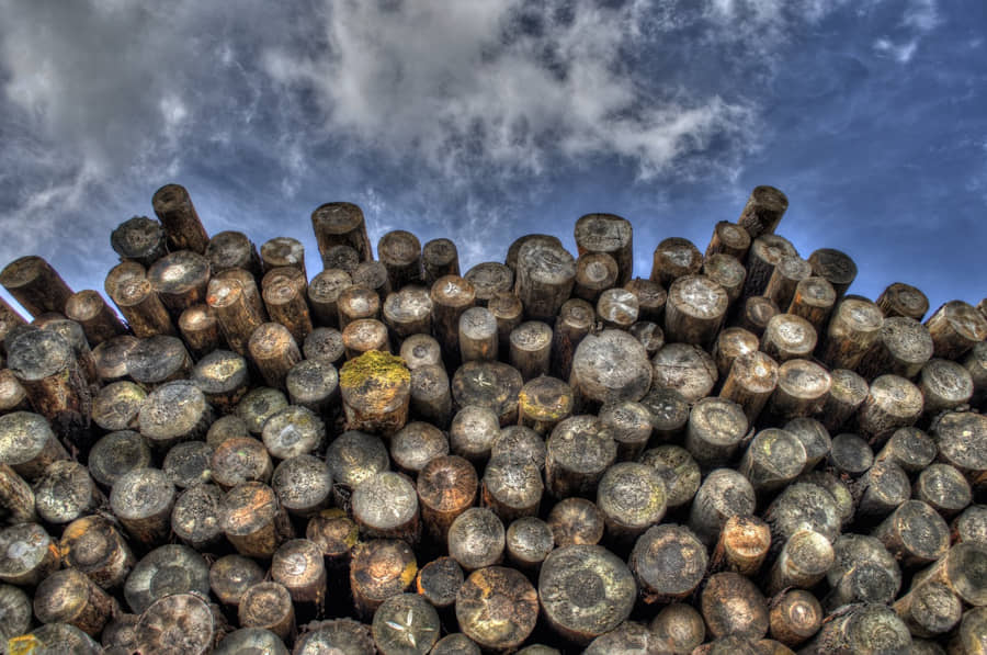 El Comercio Ilegal de Madera: Un Desafío para la Conservación Forestal