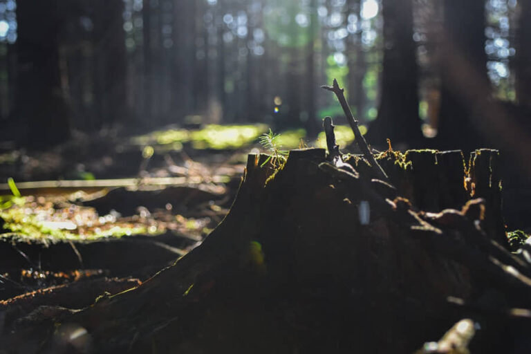 El Comercio Ilegal de Madera: Un Desafío para la Conservación Forestal El Comercio Ilegal de Madera: Un Desafío para la Conservación Forestal