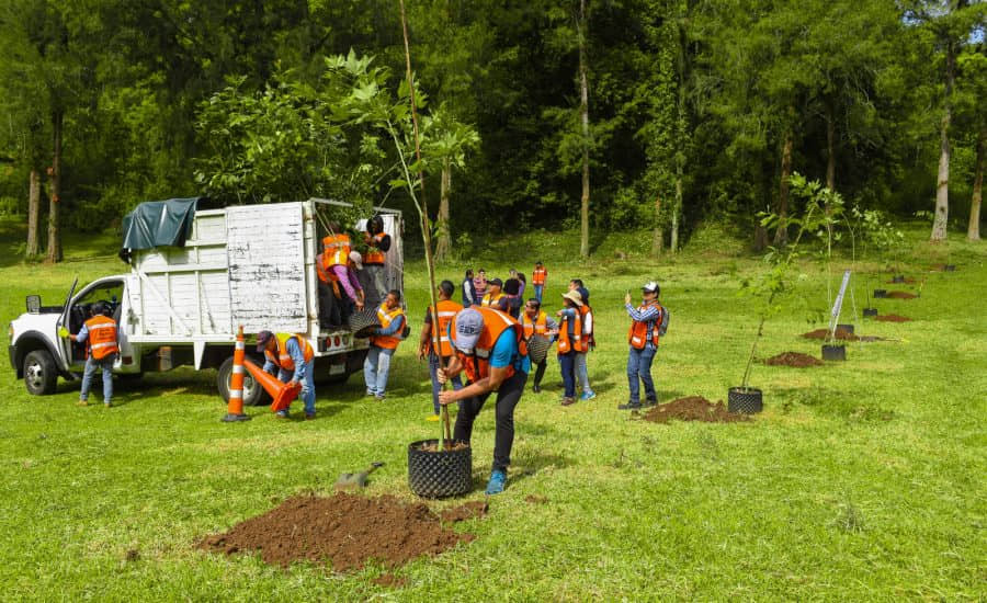 Habrá jornada de reforestación el 5 de agosto en Xalapa