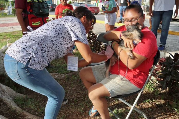 Impulsan en Puerto Morelos; Quintana Roo, la formación de inspectores para el Bienestar Animal