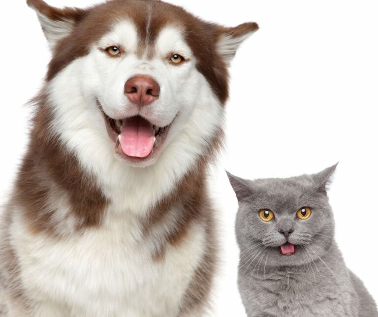 ¿Cuál prefieres, gato o perro como mascota? ¿Qué prefieres Gato o Perro?