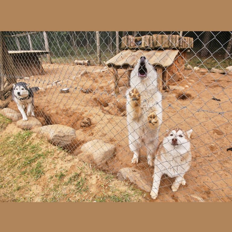 Las 5 Libertades en el Bienestar Animal