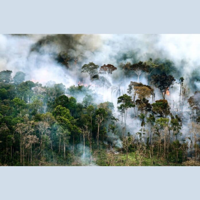 El Arte como Voz de la Conciencia Ambiental