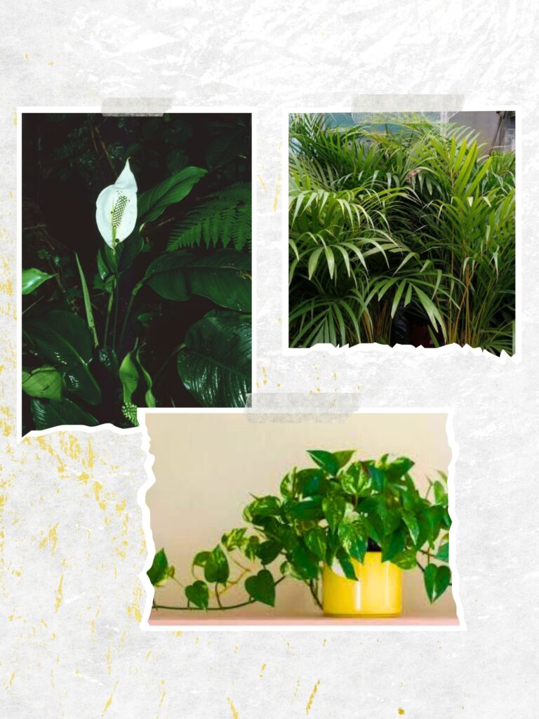Las Plantas del Dr. Wolverton limpian el aire de tu hogar