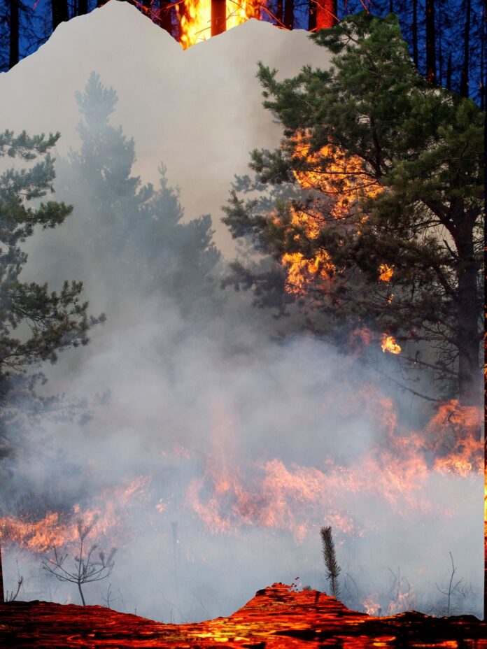 Causas y consecuencias de los Incendios Forestales en México