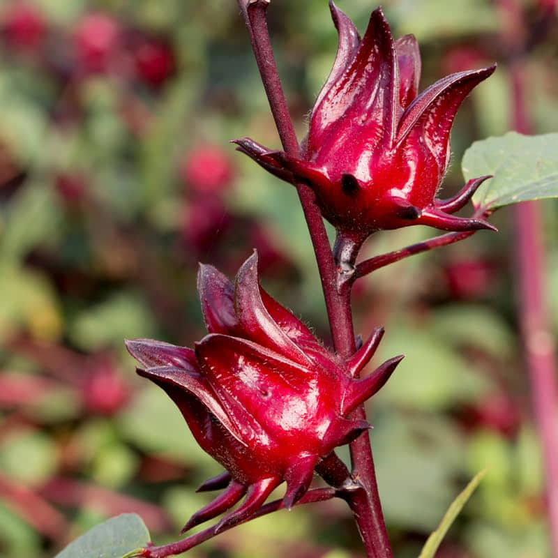 Flores comestibles: el sabor oculto de la gastronomía mexicana