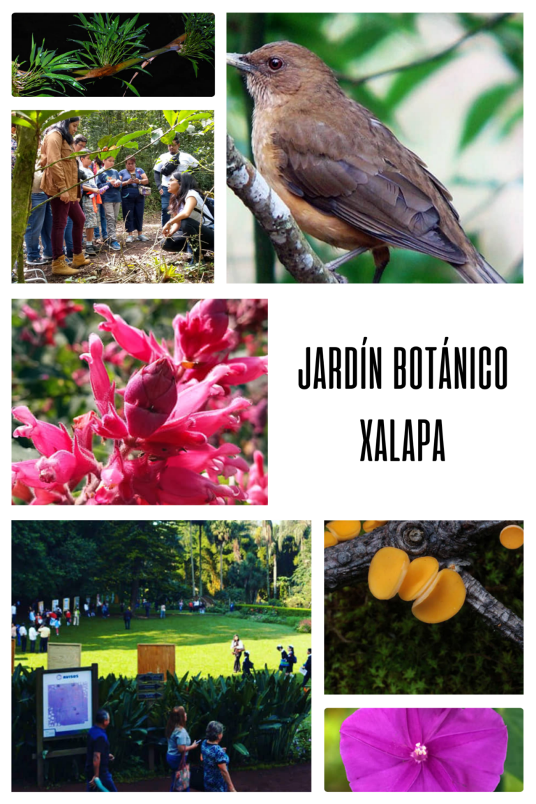 Jardín Botánico Francisco Javier Clavijero: Un Tesoro Natural en Xalapa, Veracruz