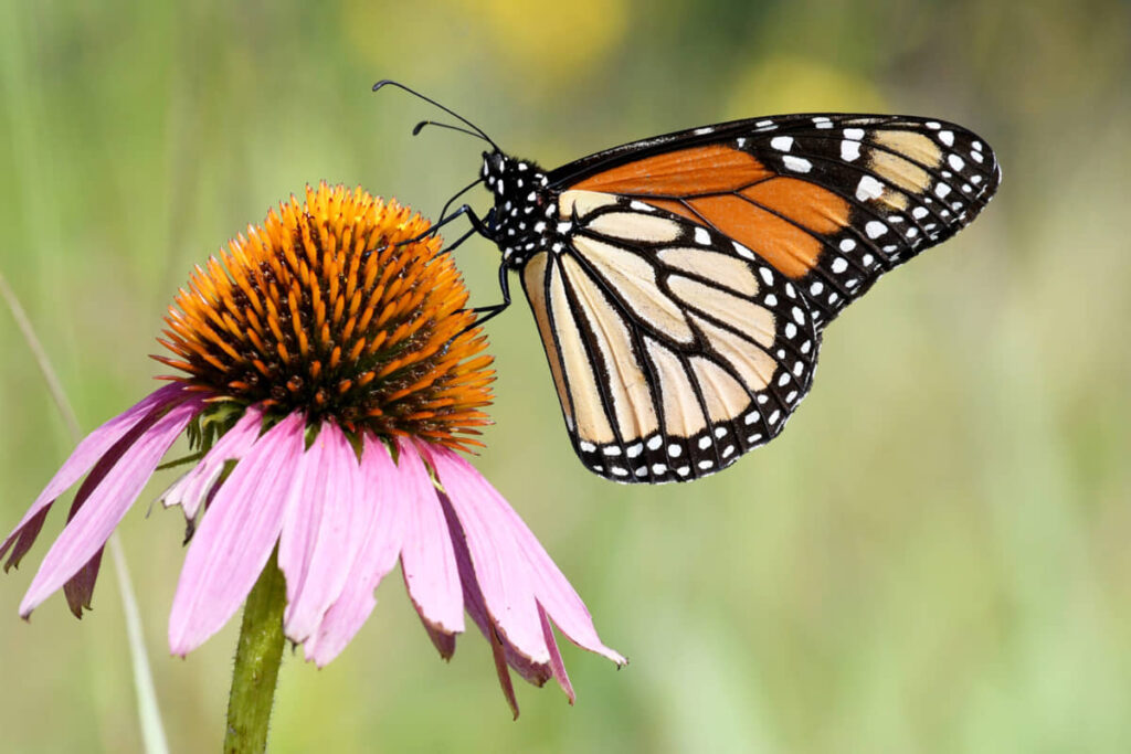 México y su biodiversidad, un llamado urgente para proteger las especies emblemáticas