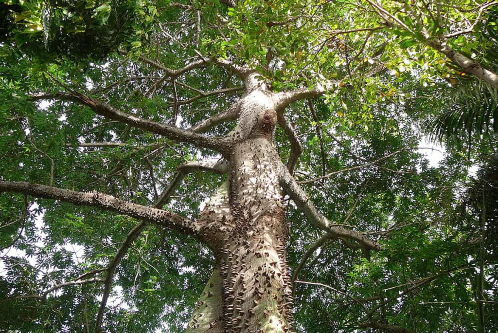 El papel de las plantas en la memoria colectiva, relatos y creencias sobre árboles sagrados