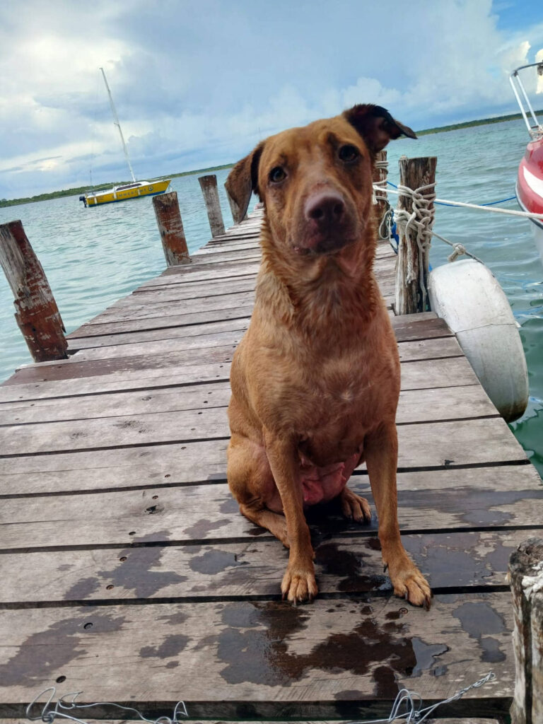 La importancia de la esterilización de las mascotas: mitos y realidades