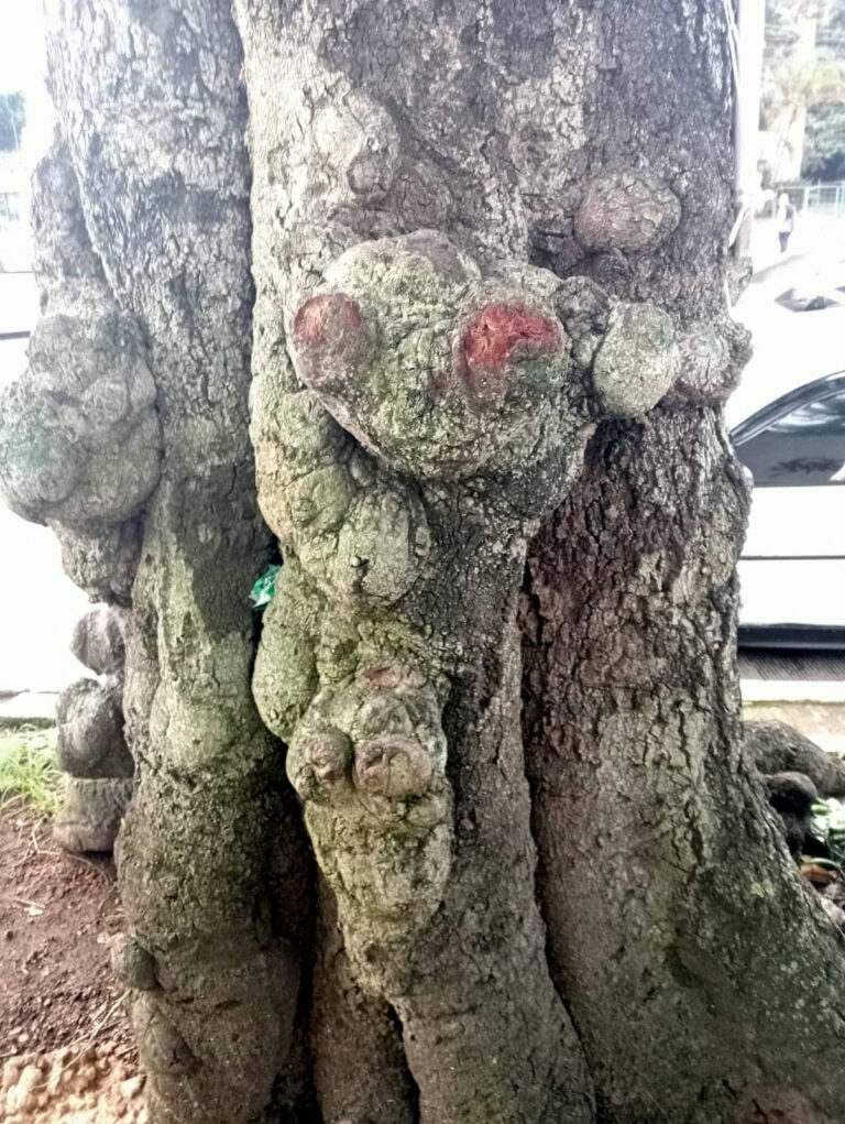 Los duendes del árbol