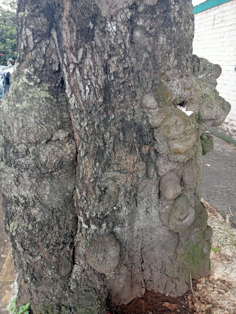 Los duendes del árbol