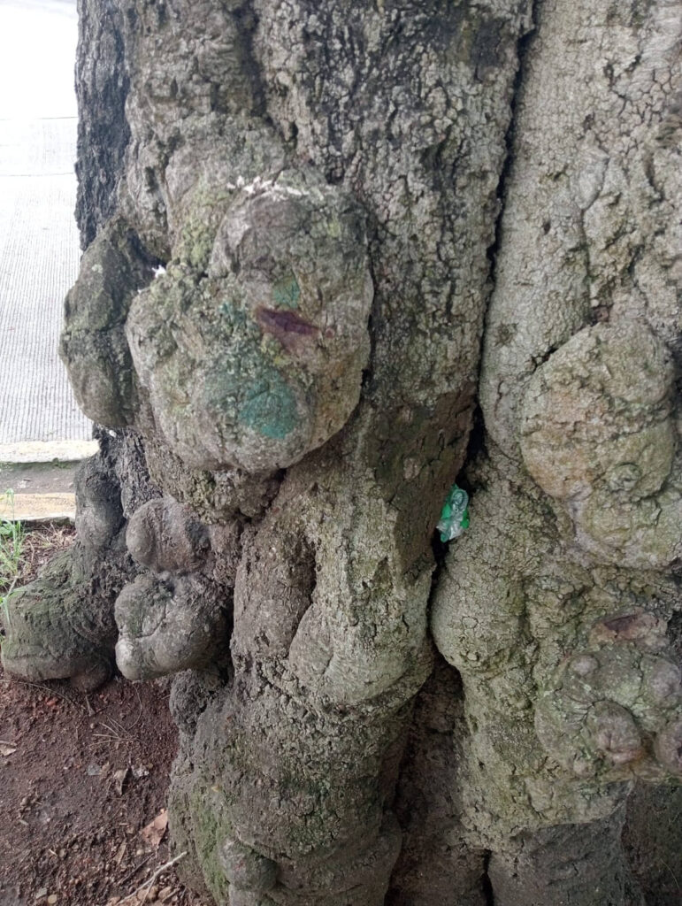 Los duendes del árbol