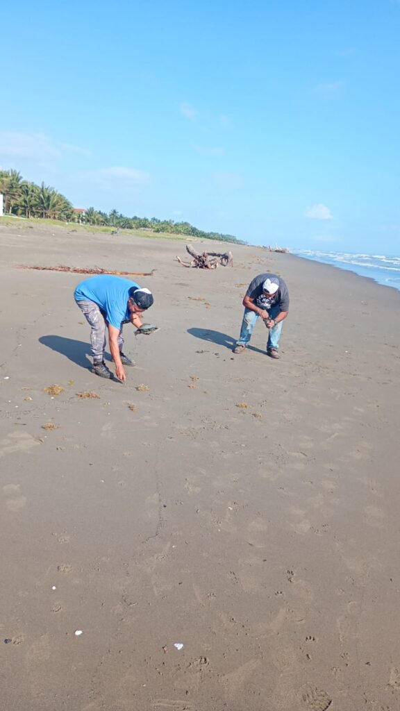 Alerta en Costa Esmeralda por presencia de hidrocarburo: derrame amenaza tortugas, pesca y ecosistema en Veracruz.