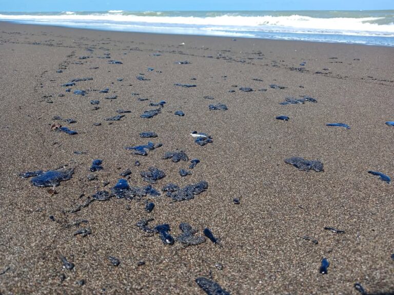 Alerta en Costa Esmeralda por presencia de hidrocarburo: derrame amenaza tortugas, pesca y ecosistema en Veracruz.