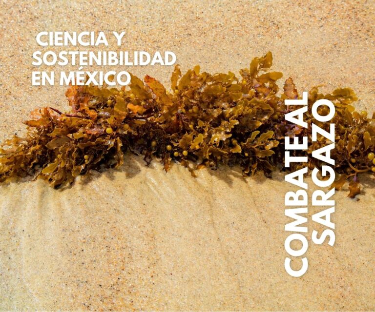 Combate al sargazo con ciencia y sostenibilidad en México Combate al sargazo con ciencia y sostenibilidad en México