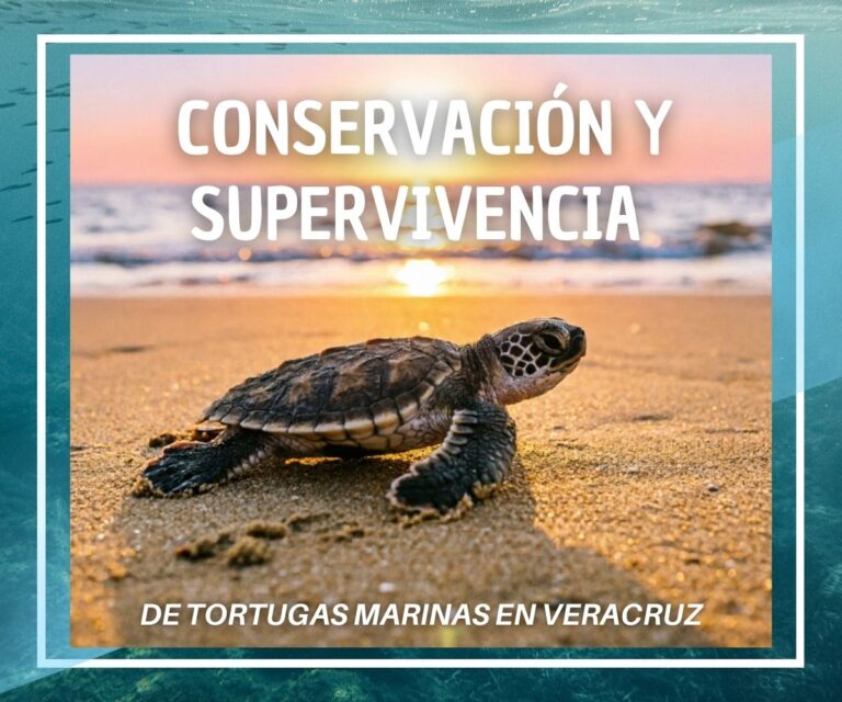 Conservación y supervivencia de Tortugas marinas en Veracruz