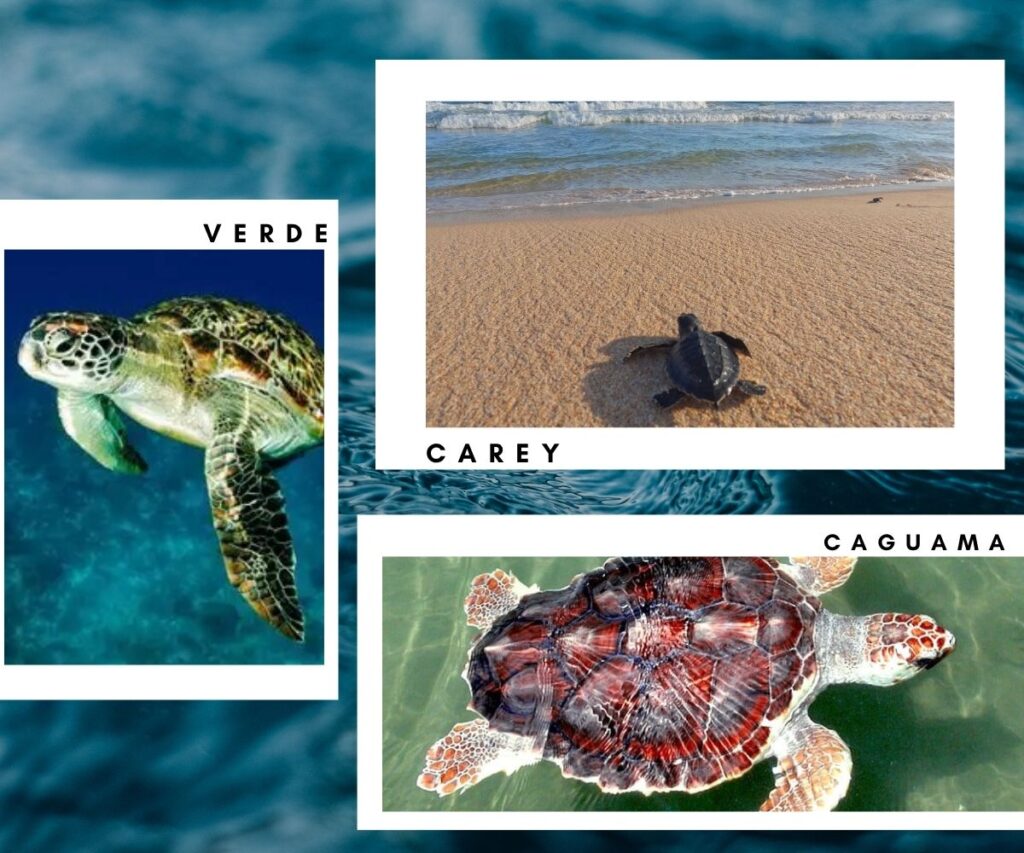 Conservación y supervivencia de Tortugas marinas en Veracruz