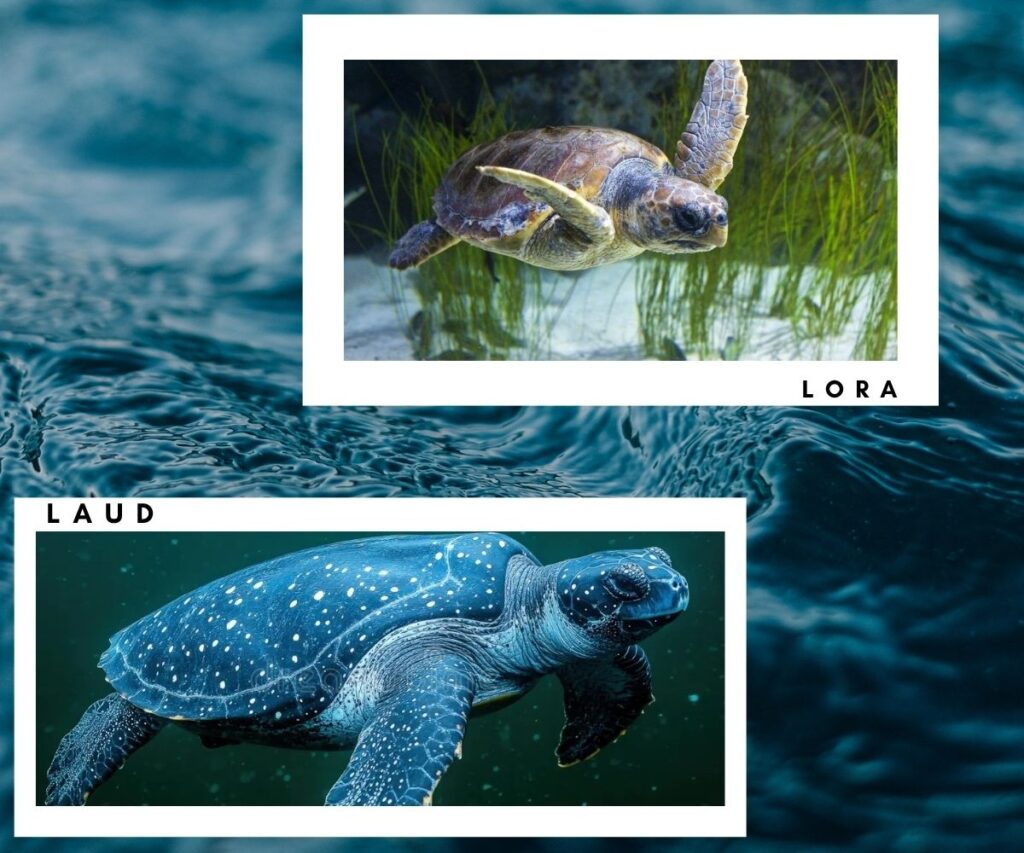 Conservación y supervivencia de Tortugas marinas en Veracruz