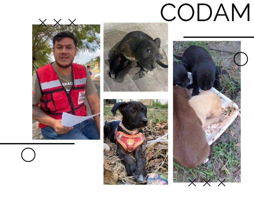 CODAM rechaza nueva Ley de Protección Animal