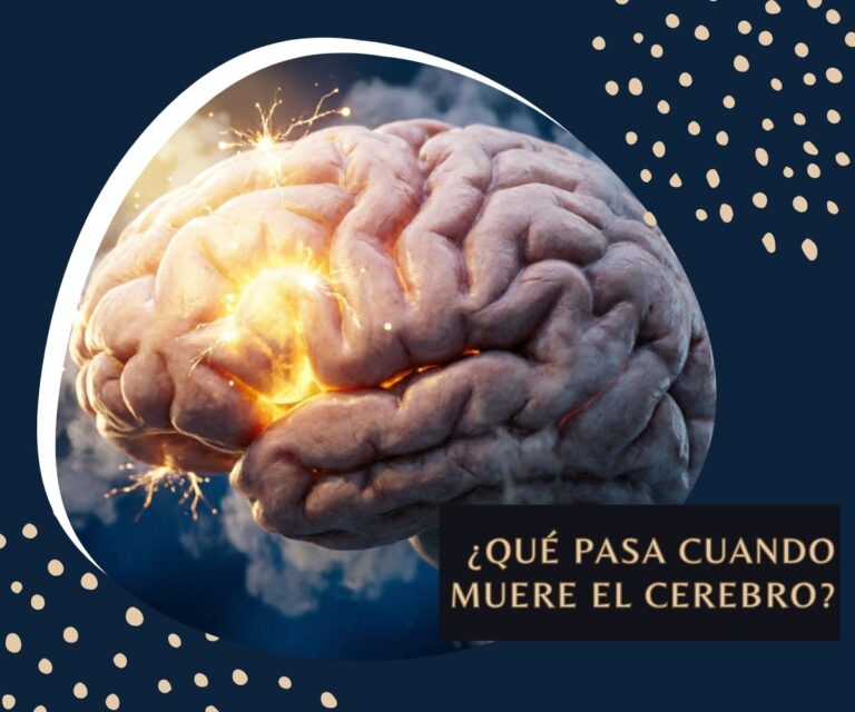 ¿Qué pasa cuando muere el cerebro? ¿Qué pasa cuando muere el cerebro?