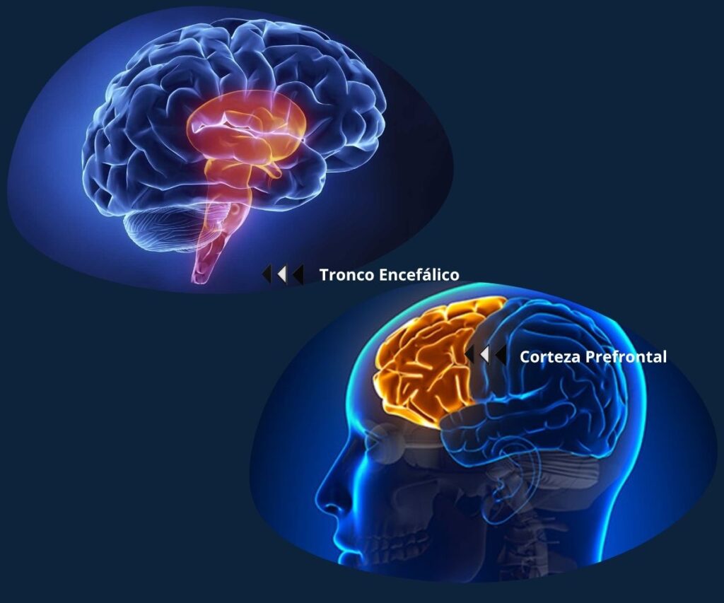 ¿Qué pasa cuando muere el cerebro?