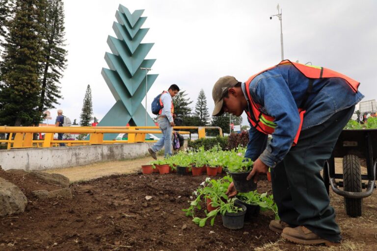 Veracruz reporta la siembra de más de 383 mil plantas Veracruz reporta la siembra de más de 383 mil plantas