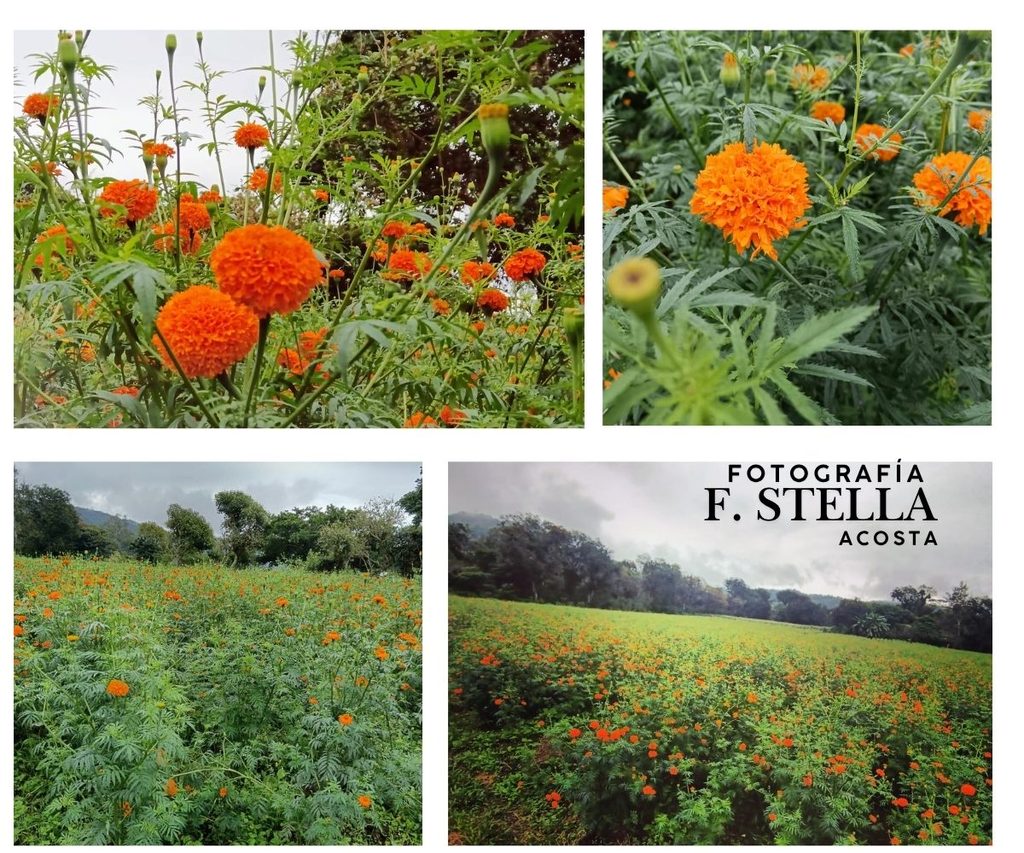Flores y Tradición en San Pablo Coapan