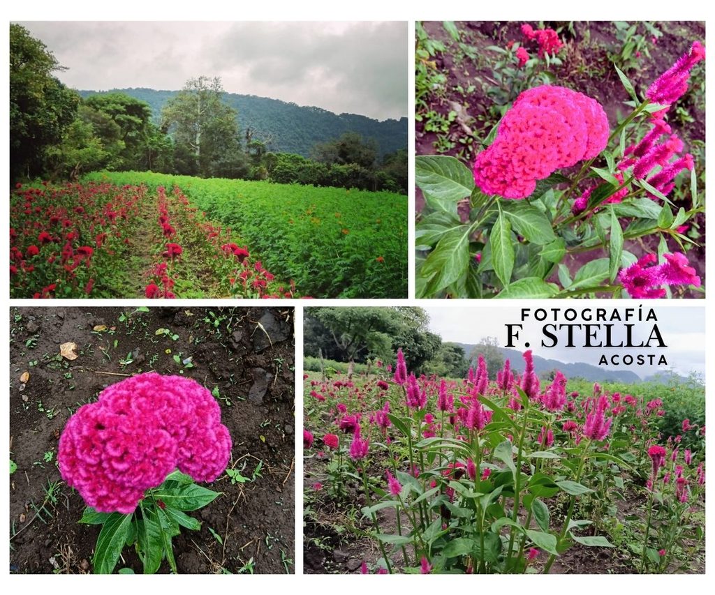 Flores y Tradición en San Pablo Coapan